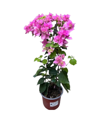 Floare de hartie, Bougainvillea, ghiveci 12cm