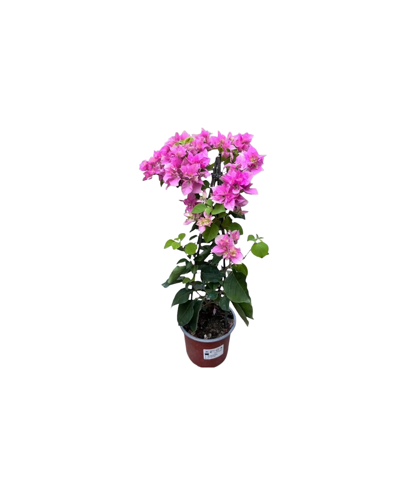 Floare de hartie, Bougainvillea, ghiveci 12cm