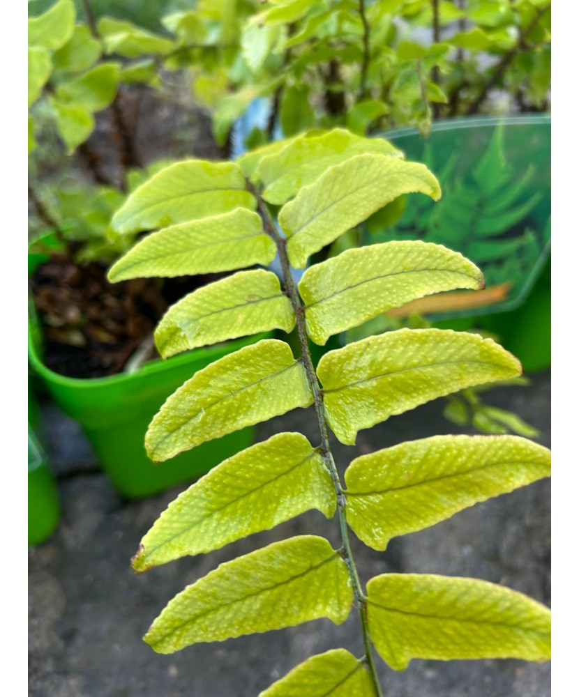 Feriga decorativa,Cyrtomium fortunei var. clivicola, planta perena pentru umbră, ghiveci C5/P23, 1 buc