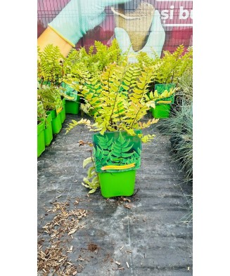 Feriga decorativa,Cyrtomium fortunei var. clivicola, planta perena pentru umbră, ghiveci C5/P23, 1 buc