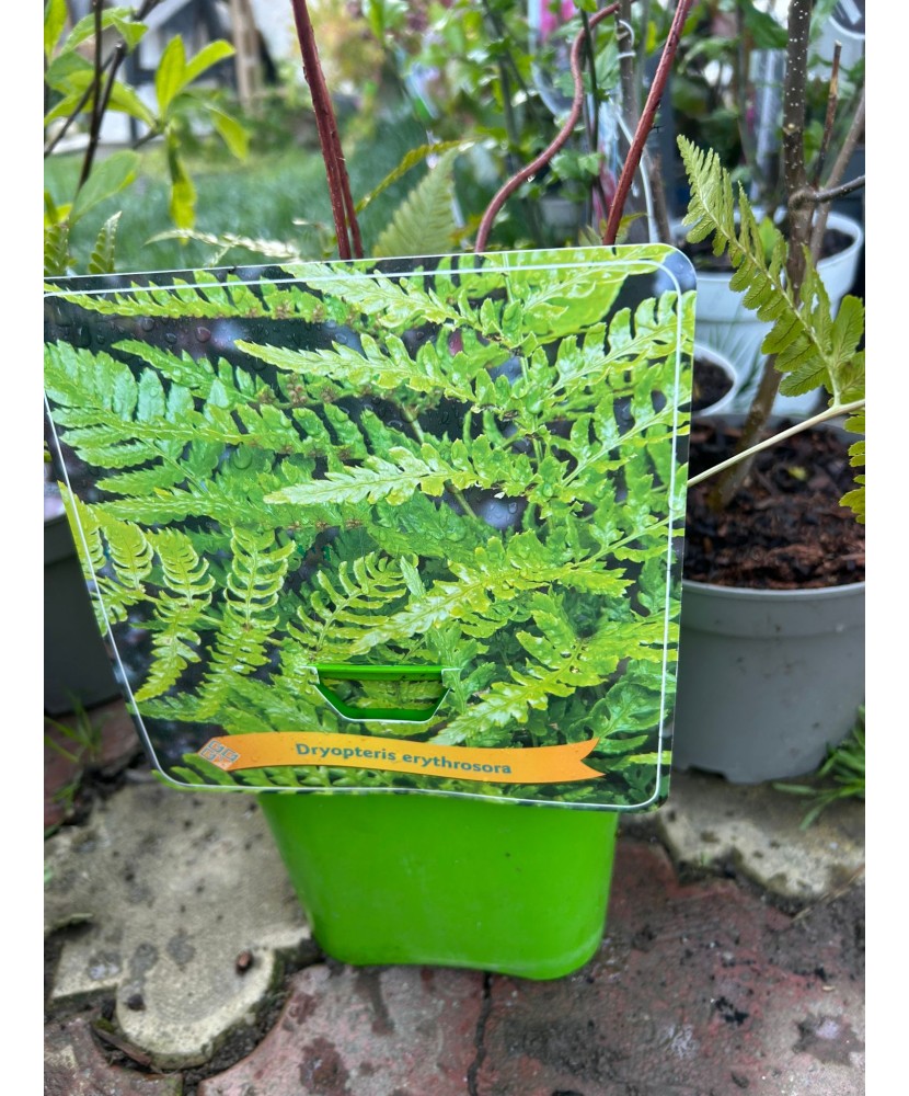 Feriga decorativa, Dryopteris erythrosora, planta perena pentru umbră, ghiveci C5/P23, 1 buc