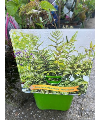 Feriga decorativa, Athyrium niponicum Metallicum, planta perena pentru umbră, ghiveci C5/P23, 1 buc