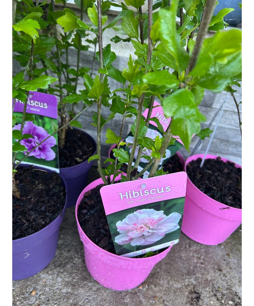 Hibiscus decorativ Syr. Lady Stanley, alb-roz, ghiveci C3/P19, înălțime 40-50 cm, 1 buc
