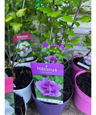 Hibiscus decorativ Syr....