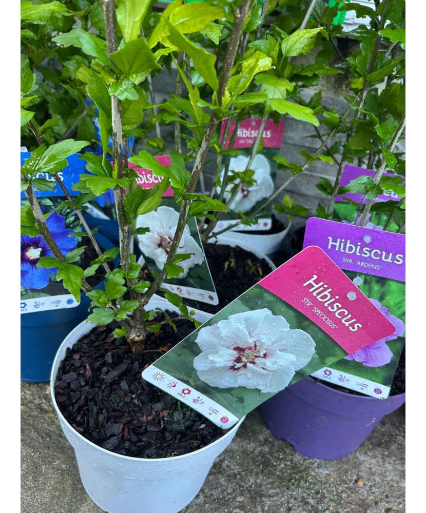 Hibiscus decorativ  Syr. Speciousus, alb, ghiveci C3/P19, înălțime 40-50 cm, 1 buc