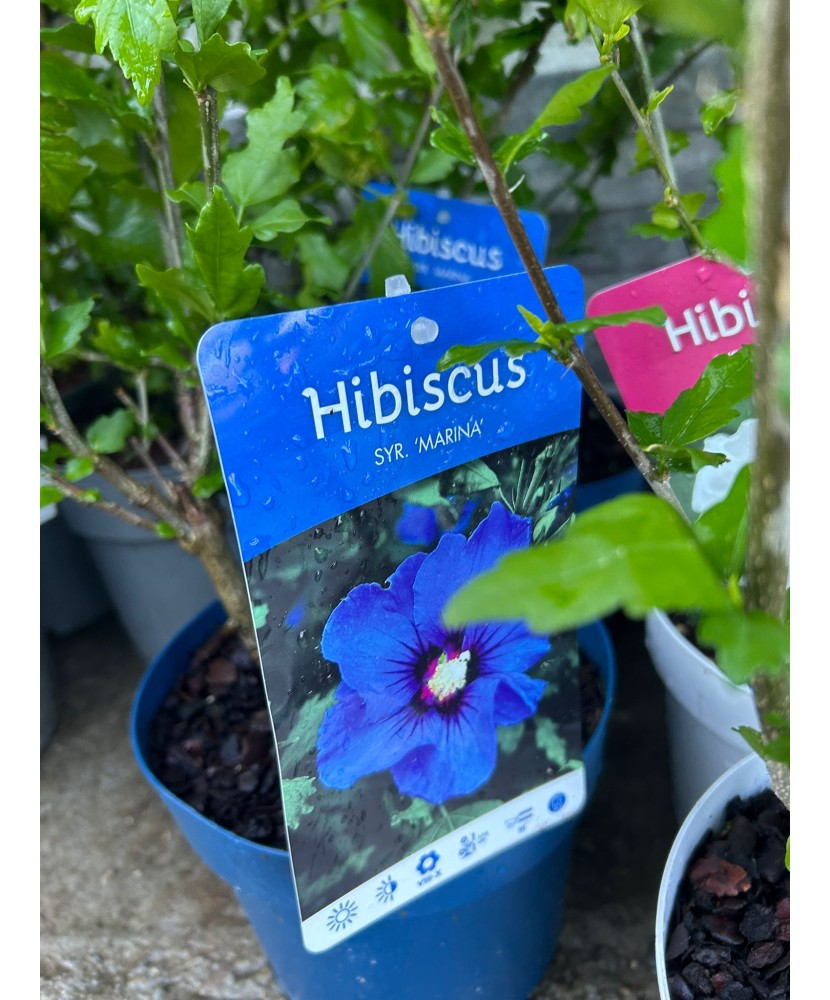 Hibiscus decorativ Syr. Marina, albastru, container colorat, ghiveci C3/P19, înălțime 40-50 cm, 1 buc