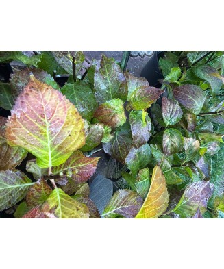 Hortensie Hydrangea macrophylla „Black Steel”Pink Ball, roz inchis,tije negre, ghiveci C5/P23, 1 buc