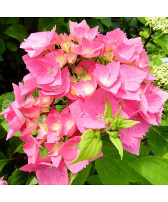 Hortensie Hydrangea...