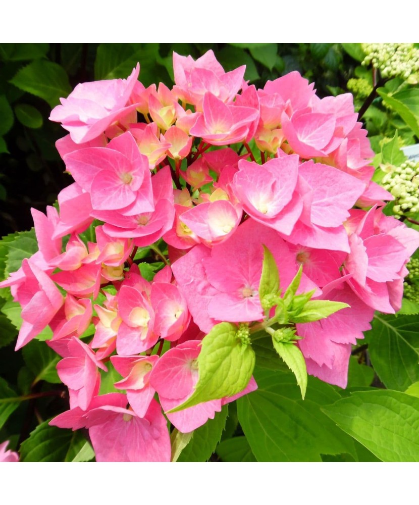 Hortensie Hydrangea macrophylla „Black Steel”Pink Ball, roz inchis,tije negre, ghiveci C5/P23, 1 buc