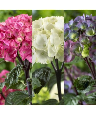 Hortensie Hydrangea macrophylla „Black Steel” Zorro, tije negre, albastru, ghiveci C5/P23, 1 buc