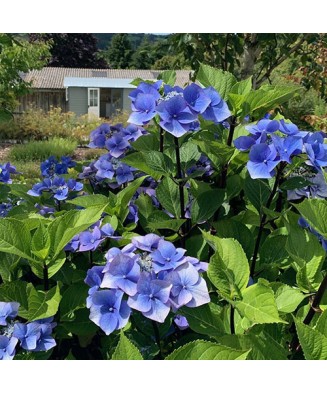 Hortensie Hydrangea...