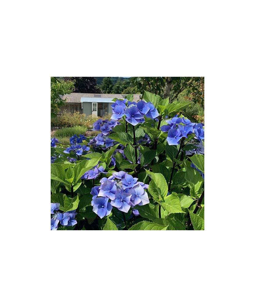 Hortensie Hydrangea macrophylla „Black Steel” Zorro, tije negre, albastru, ghiveci C5/P23, 1 buc