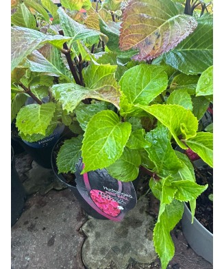 Hortensie Hydrangea macrophylla „Black Steel”,Flamingo, roz deschis, ghiveci C5/P23, 1 buc