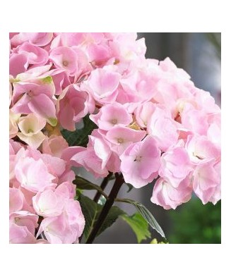 Hortensie Hydrangea...