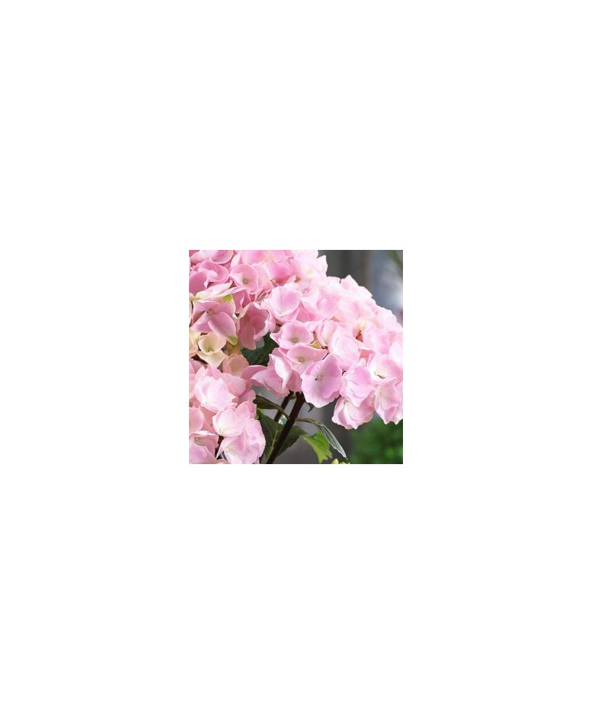 Hortensie Hydrangea macrophylla „Black Steel”,Flamingo, roz deschis, ghiveci C5/P23, 1 buc