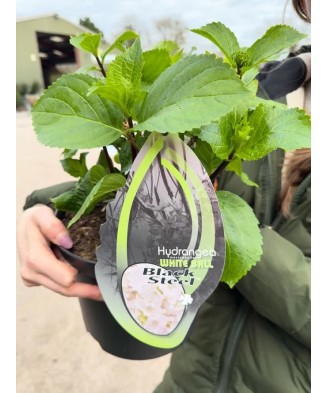 Hortensie Hydrangea macrophylla „Black Steel” White Ball,alb, tije negre, ghiveci C5/P23, 1 buc