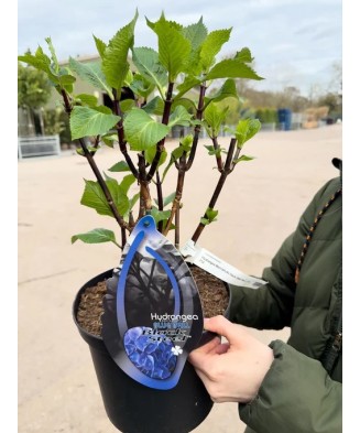 Hortensie Hydrangea macrophylla „Black Steel” Zorro, tije negre, albastru, ghiveci C5/P23, 1 buc