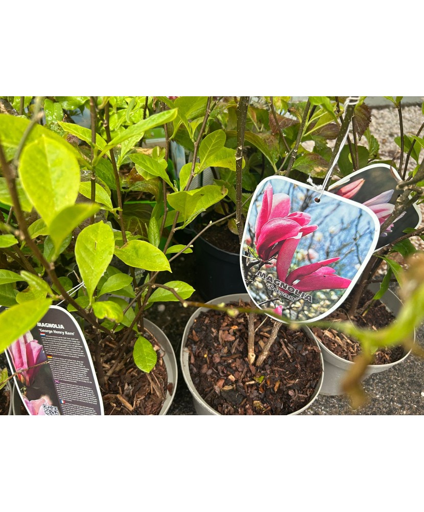 Magnolie decorativă Susan, ghiveci C3/P19, înălțime 50-60 cm