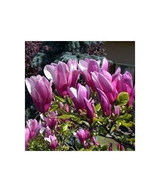 Magnolie decorativă Susan, ghiveci C3/P19, înălțime 50-60 cm