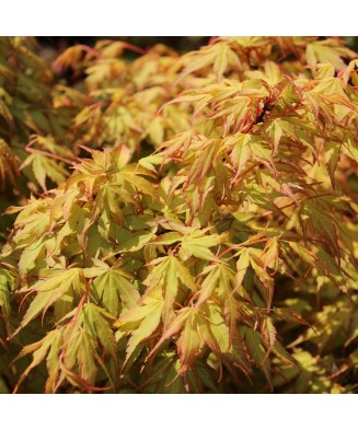 Arțar japonez decorativ, Katsura, ghiveci C5/P23, 1 buc