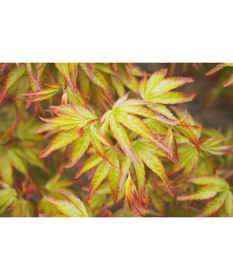 Arțar japonez decorativ, Little Princess, ghiveci C5/P23, 1 buc