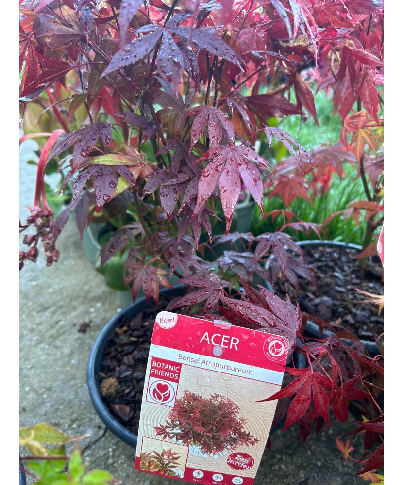 Arțar japonez decorativ, Atropurpureum, ghiveci C5/P23, 1 buc