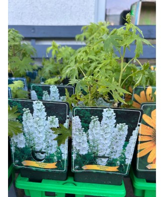 Delphinium White, plantă...
