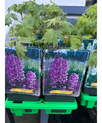 Delphinium Astolat, plantă...