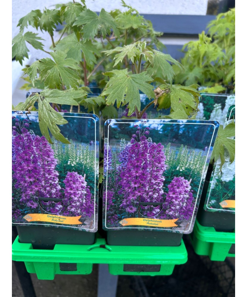 Delphinium Astolat, plantă perenă cu flori, violet, ghiveci P11, 1 buc