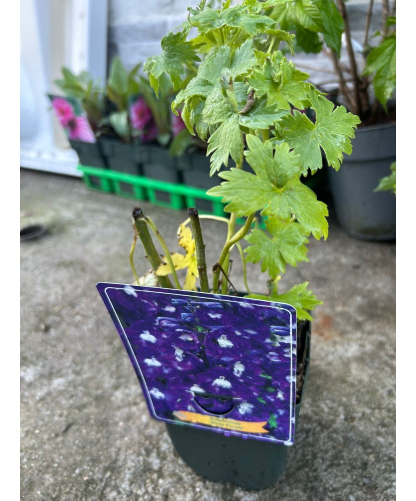 Delphinium Albastru , plantă perenă cu flori, ghiveci P11, 1 buc