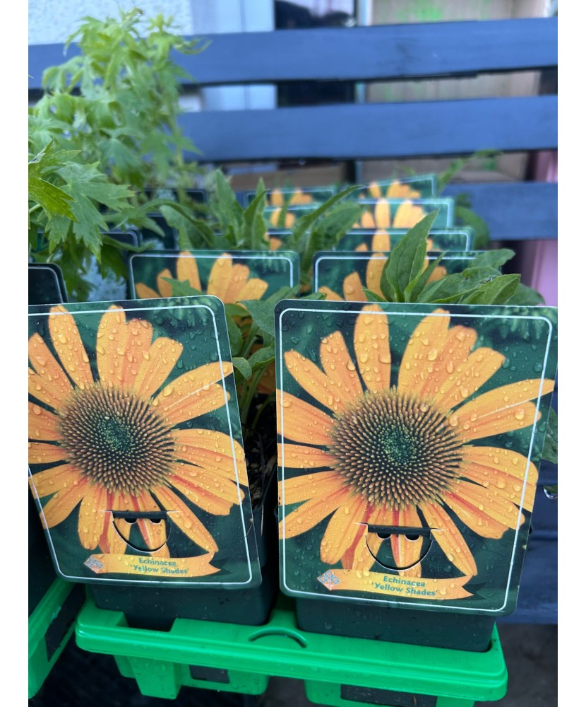 Echinacea Yellow Shades, plantă perenă cu flori, ghiveci P11, 1 buc