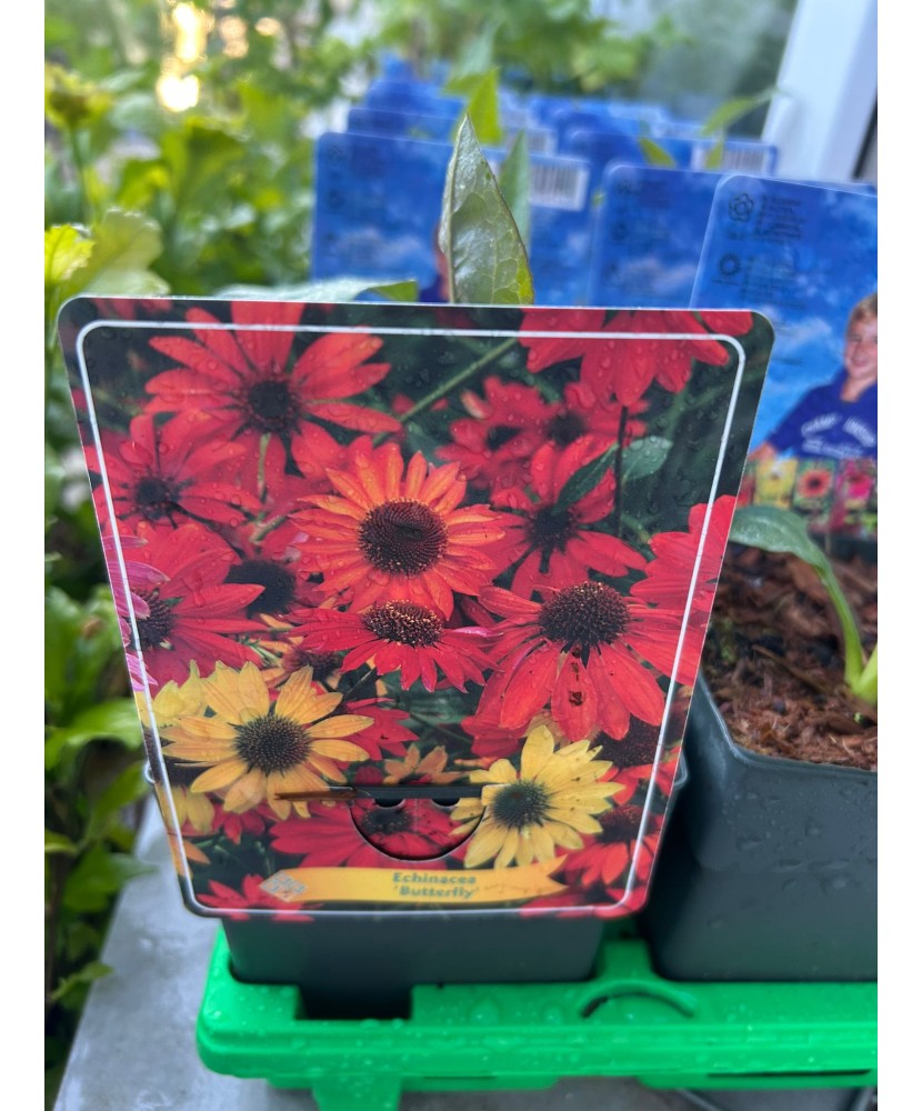 Echinacea Butterfly, plantă perenă cu flori, ghiveci P11, 1 buc