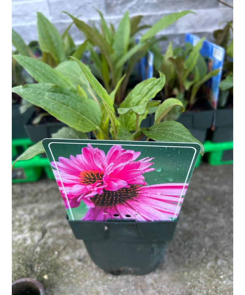 Echinacea Roz, plantă perenă cu flori, ghiveci P11, 1 buc