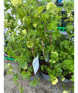 Viburnum opulus „Roseum”, bulgăre de zăpadă, ghiveci C5/P23, înălțime 50-60 cm, 1 buc