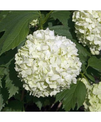 Viburnum opulus „Roseum”, bulgăre de zăpadă, ghiveci C5/P23, înălțime 50-60 cm, 1 buc