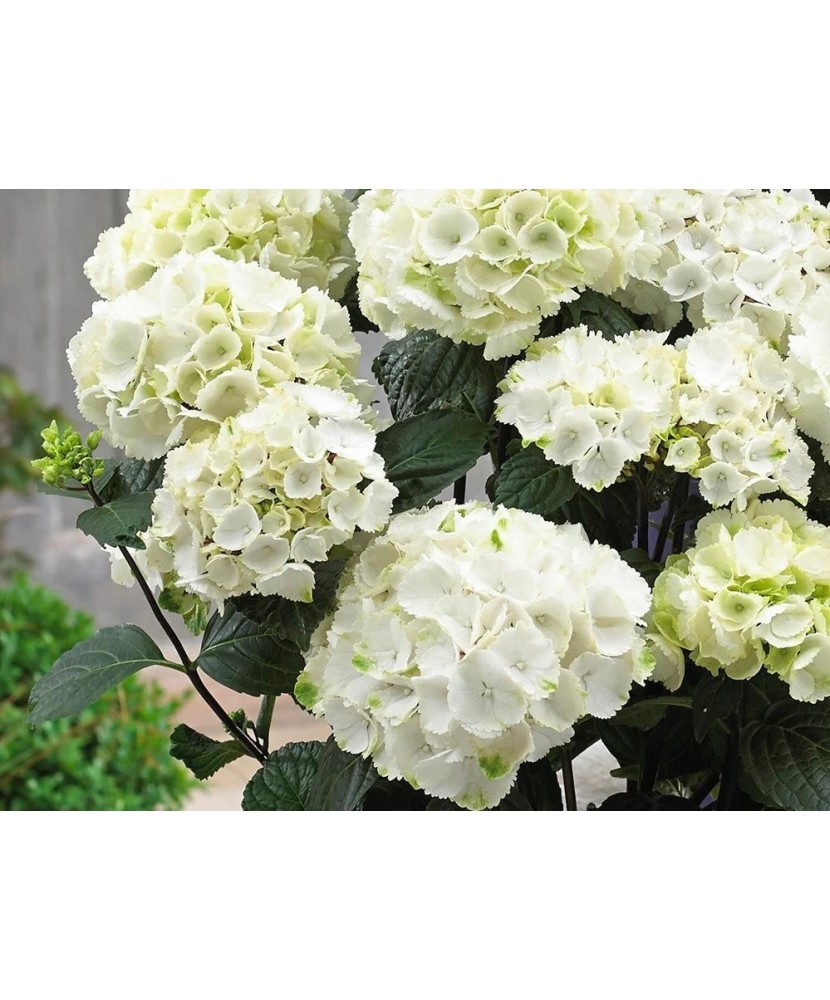 Viburnum opulus „Roseum”, bulgăre de zăpadă, ghiveci C5/P23, înălțime 50-60 cm, 1 buc