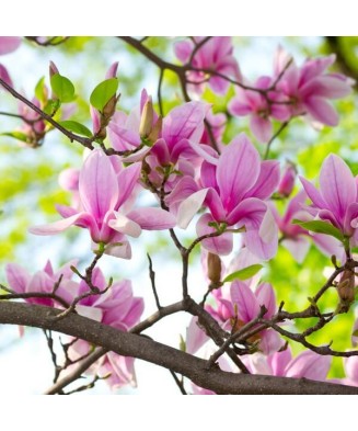 Magnolie decorativă George...