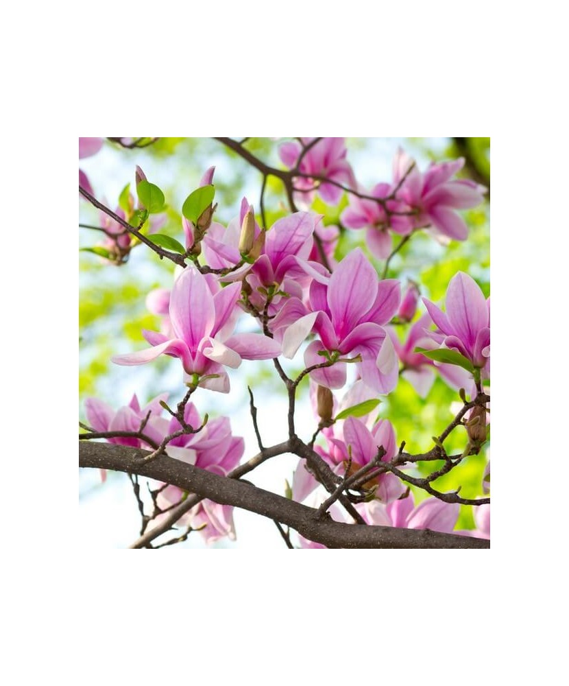 Magnolie decorativă George Henry Kern, ghiveci C3/P19, înălțime 50-60 cm, 1 buc