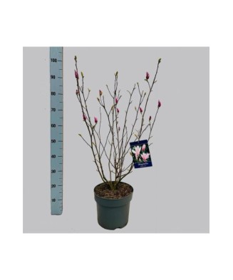 Magnolie decorativă George Henry Kern, ghiveci C3/P19, înălțime 50-60 cm, 1 buc
