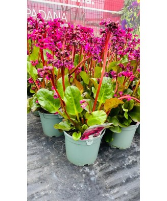 Bergenia cordifolia...