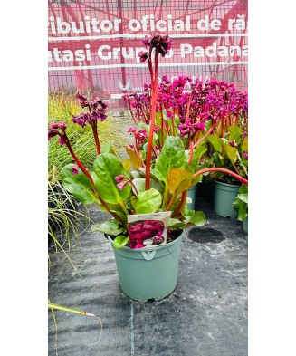 Bergenia cordifolia „Ouverture”, plantă perenă decorativă, ghiveci C2/P17, 1 buc