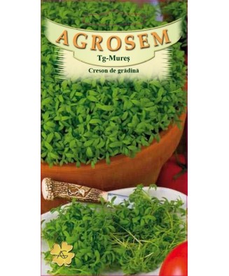 Seminte, Creson Lepidium...
