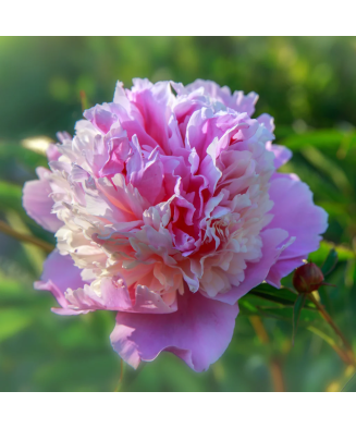 Bujor Rizom 2/3 muguri Paeonia Mix, (culori roz, crem, alb, rosu), ghiveci 12 cm, 1 Buc
