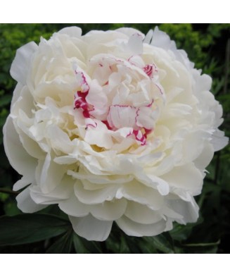 Bujor Rizom 2/3 muguri Paeonia Mix, (culori roz, crem, alb, rosu), ghiveci 12 cm, 1 Buc