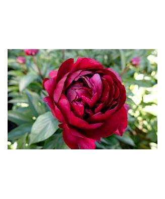 Bujor Rizom 2/3 muguri Paeonia Mix, (culori roz, crem, alb, rosu), ghiveci 12 cm, 1 Buc