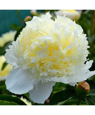 Bujor Rizom 2/3 muguri Paeonia Mix, (culori roz, crem, alb, rosu), ghiveci 12 cm, 1 Buc