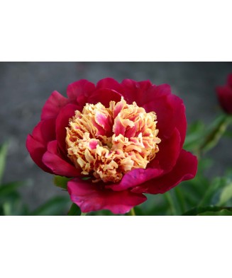 Bujor Rizom 2/3 muguri Paeonia Mix, (culori roz, crem, alb, rosu), ghiveci 12 cm, 1 Buc