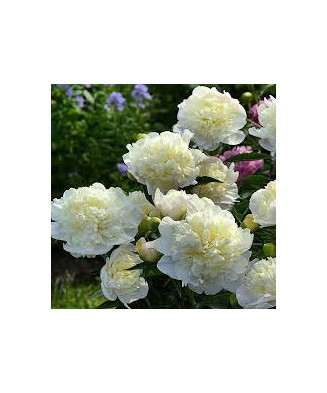 Bujor Rizom 2/3 muguri Paeonia Mix, (culori roz, crem, alb, rosu), ghiveci 12 cm, 1 Buc
