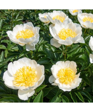 Bujor Rizom 2/3 muguri Paeonia Mix, (culori roz, crem, alb, rosu), ghiveci 12 cm, 1 Buc