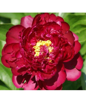 Bujor Rizom 2/3 muguri Paeonia Mix, (culori roz, crem, alb, rosu), ghiveci 12 cm, 1 Buc